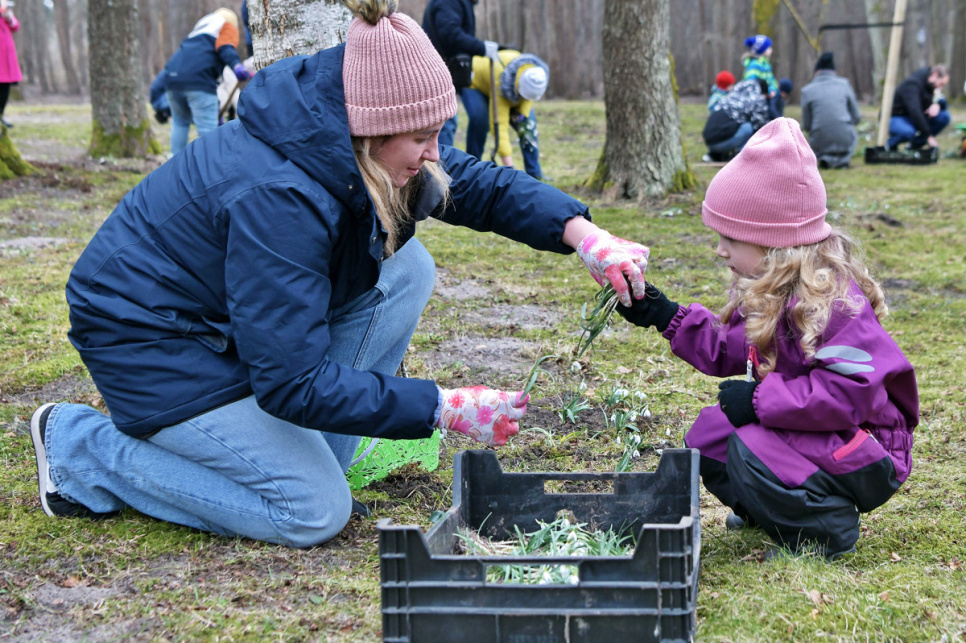 Jūrmalas parkā ir jauna sniegpulkstenīšu pļava